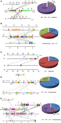 Conservation and Dispersion of Genes Conferring Resistance to Tomato Begomoviruses between Tomato and Pepper Genomes